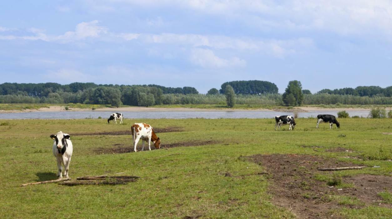 Hoeve De Pippert Ophemert Ngoại thất bức ảnh